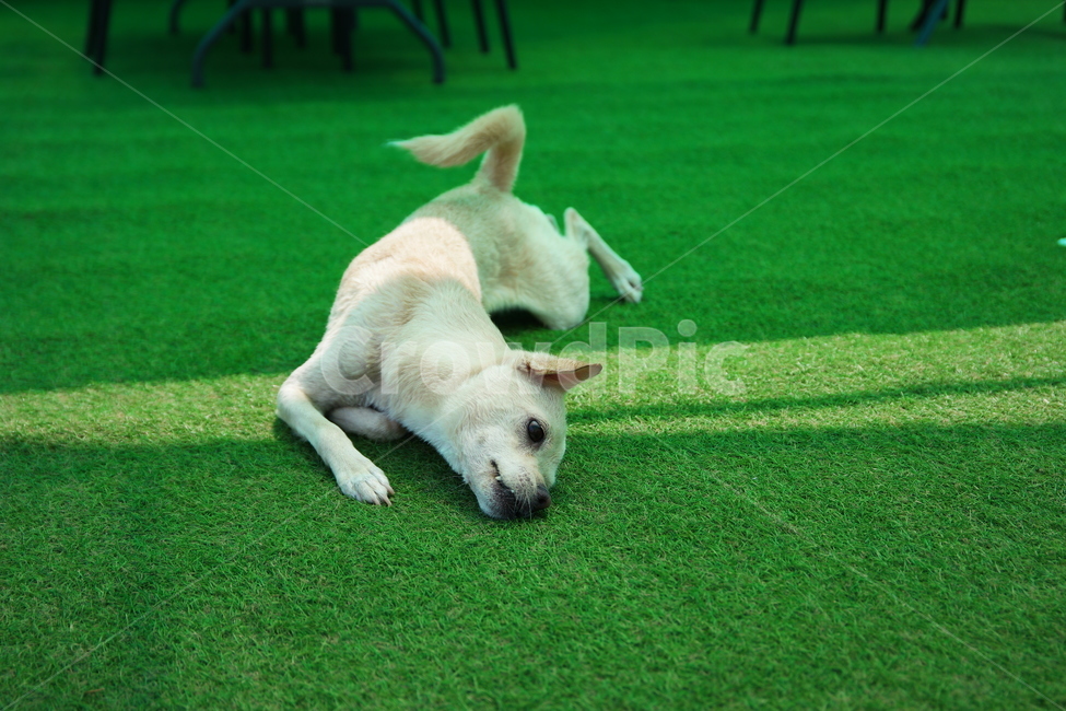 잔디,강아지,백구,간지러움,동물,개,동물,animal,포유류,mammal,개,강아지,dog,doggy