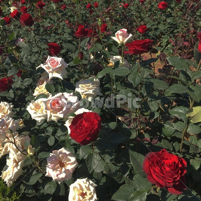 한국자연풍경,한국자연사진,plant,식물,rose,장미,꽃,flower,빨간장미,흰장미,자연,나무,blossom,식물,자연,plants,nature,꽃,flower