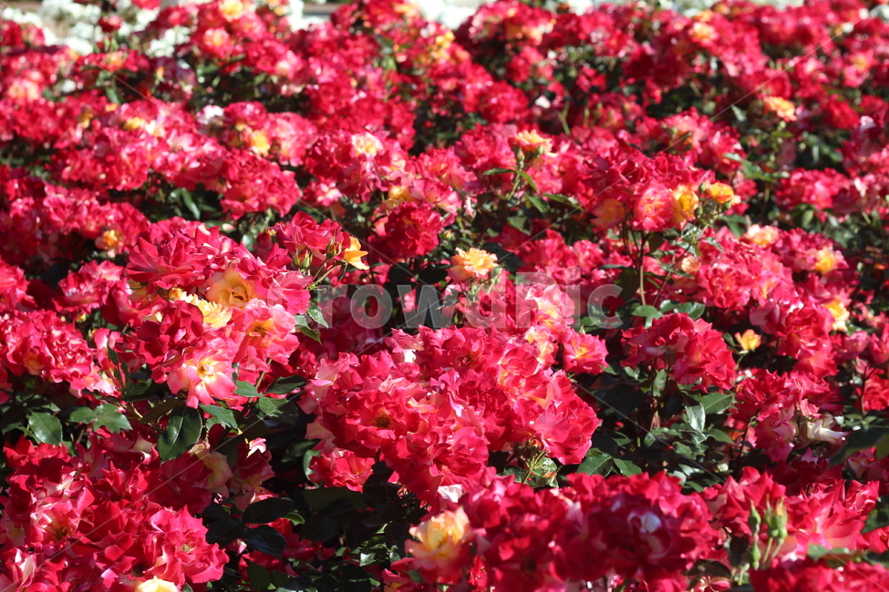 장미축제,장미꽃,장미,꽃,rose,flower,plant,beautiful,아름다운,화려한,식물,봄꽃,식물,자연,plants,nature,꽃,flower