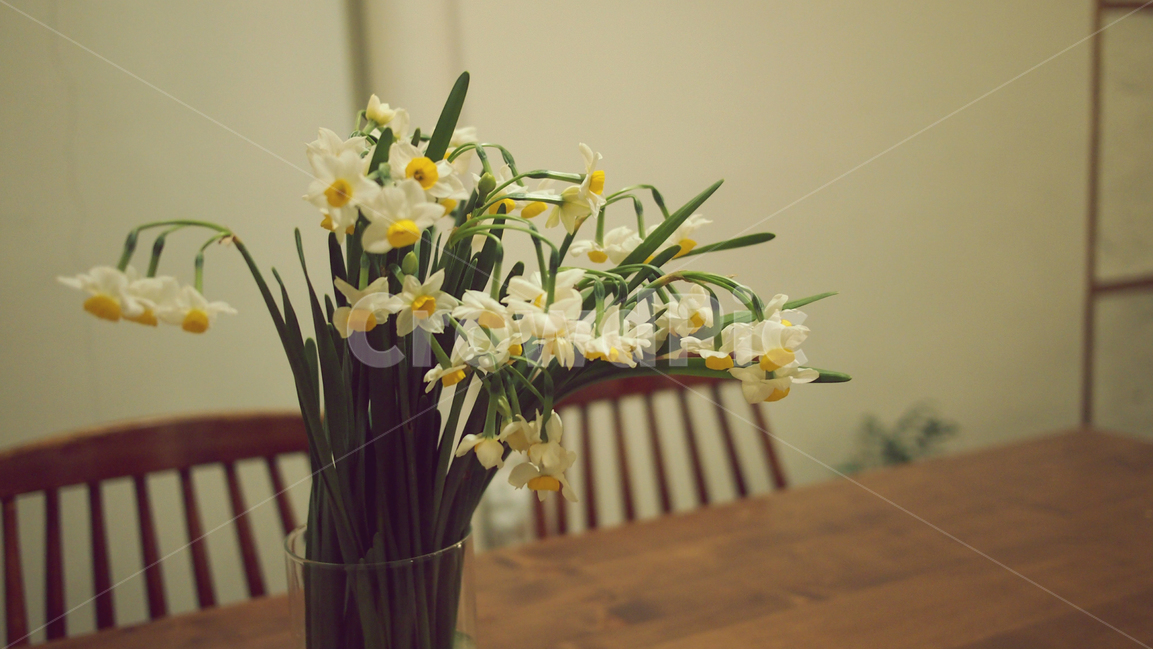 수선화,꽃,감성사진,하얀꽃,자연,식물,자연,plants,nature,꽃,flower,실내용화초,화분,화초,house plant,인테리어,실내디자인,interior design