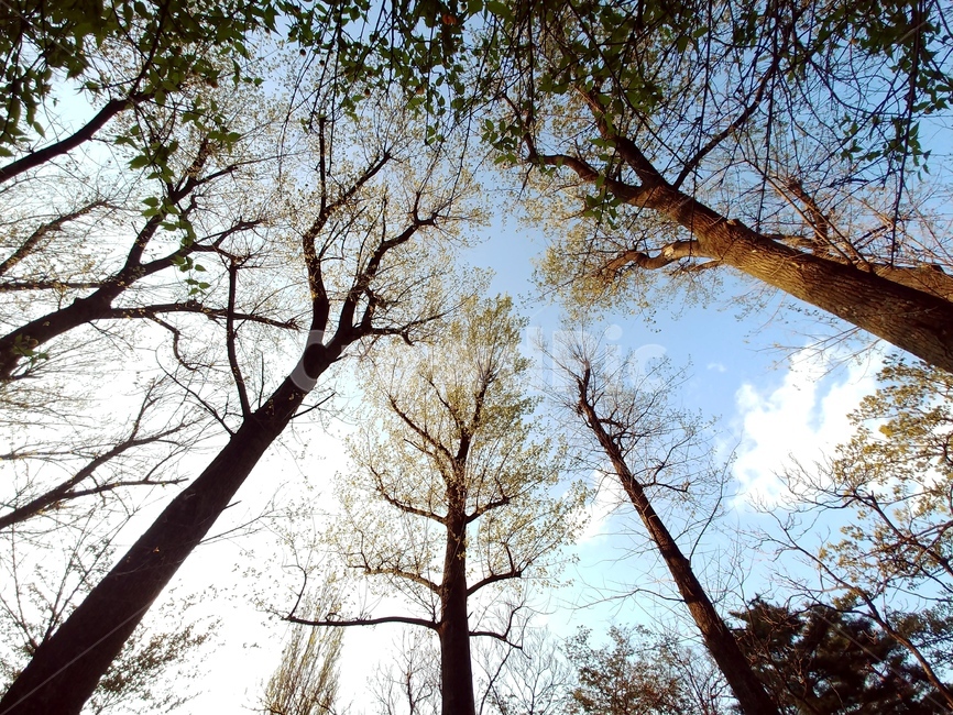 하늘,나무,treetrunk,plant,tree,식물,나무줄기,식물,자연,plants,nature,나무,trees,wood