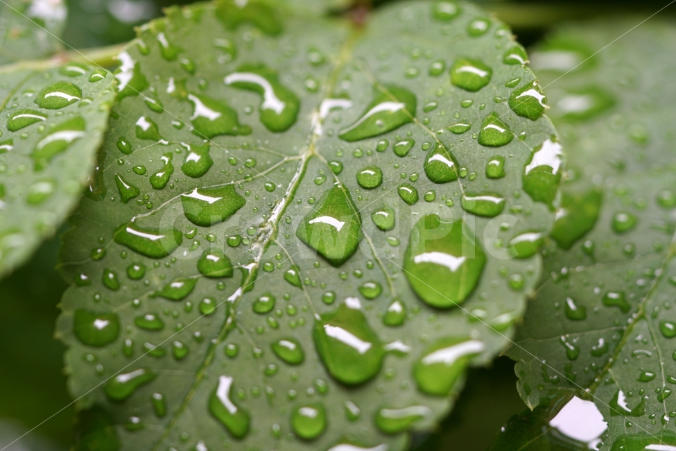 물방울,빗방울,이슬,식물,이파리,자연,비,비온후,아침,흐림,nature,waterdrop,raindrop,빗물,접사,macro,풀,풀잎,감성,감성사진,힐링,힐링사진,느낌,분위기,신비,신비한,신비로운,유리,구슬,투명한,투명,유리구슬,싱그러운,싱그럽다,싱싱한,싱싱하다,물기,수분,축축한,축축하다,축축,젖은,젖다,한국자연,한국의자연,snap,snapshot,스냅,스냅사진,스넵,스넵사진,풍경,landscape,시골,country,비,비오는날,rain,rainy,식물,자연,plants,nature