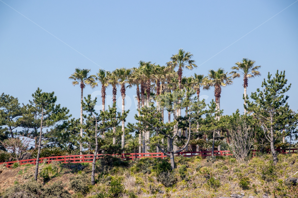 자연,주상절리,제주도,바다,야자수,자연,풍경,nature,landscape,제주도,jeju,jeju island