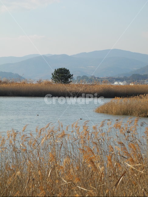순천만,갈대,자연,풍경,바람
