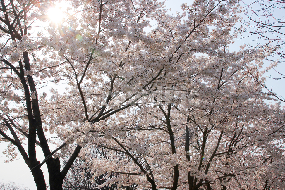 꽃,벚꽃,분홍색,벚꽃나무,식물,plant,flower,blossom,봄,따뜻한,꽃잎,4월,가지,나무,사쿠라,예쁜,아름다운,행복,기념,향기,냄새,내음