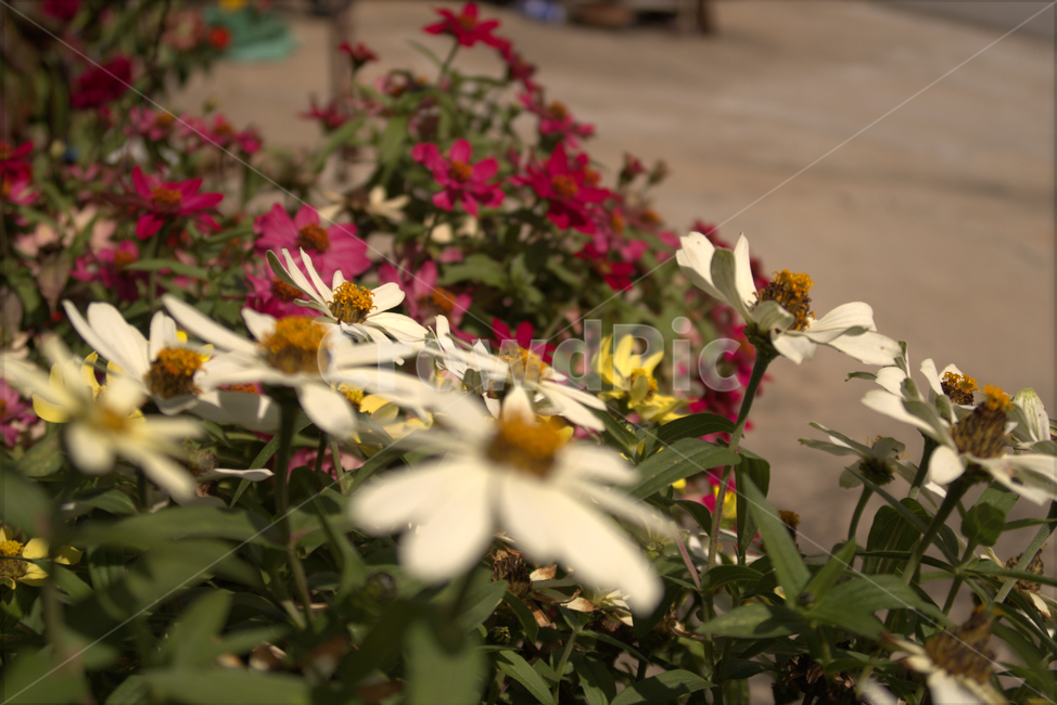 꽃,봄,계절,화분,야생화,여름,flower,식물,자연,plants,nature,꽃,flower