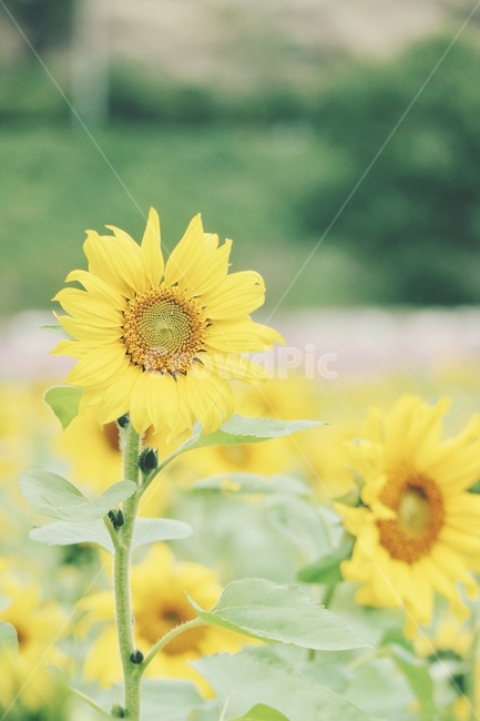 해바라기,sunflower,꽃,flower,감성,식물,plants,자연,nature,여름,계절,summer,season,가을,fall,autumn,식물,자연,plants,nature,꽃,flower,감성,sensible,feeling,plant,blossom