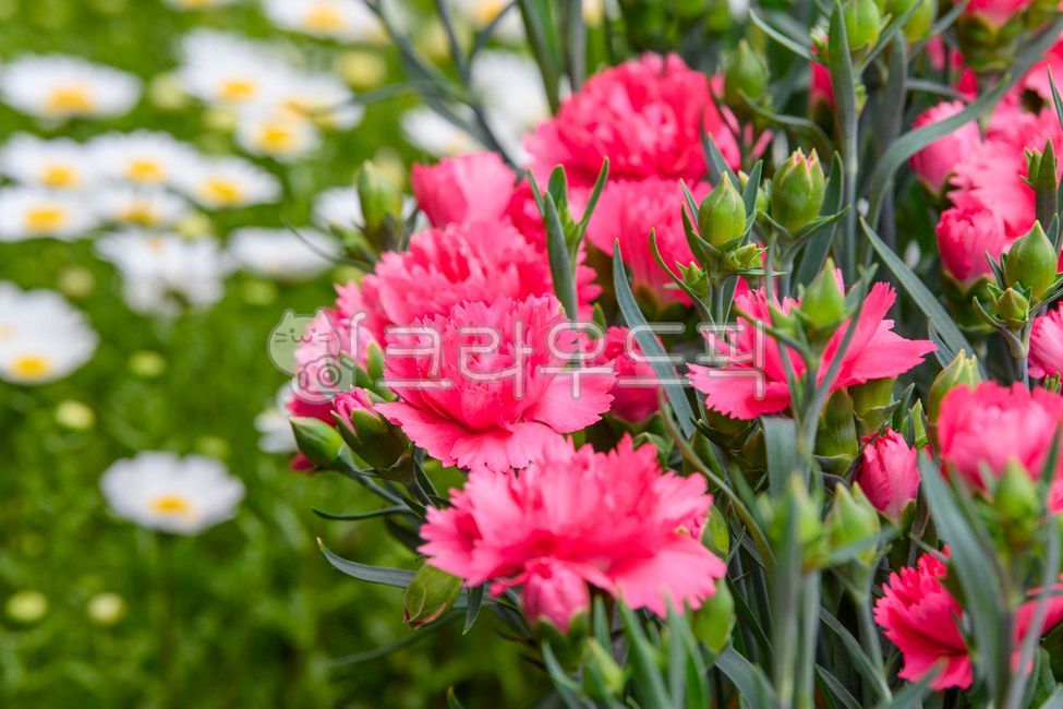 spring flowers,Teachers day,family month,In May,carnation,Mothers Day,flower