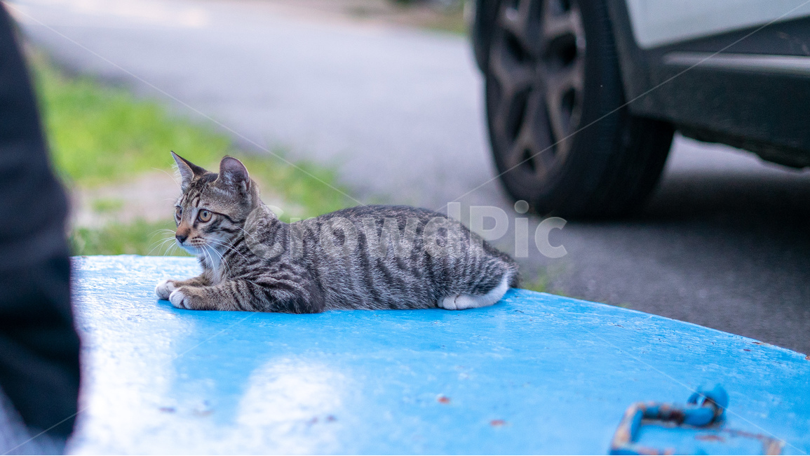 길고양이,고양이,길냥이,동물,아기고양이,새끼고양이,cat,pet,animal,코리안숏헤어,포유류,코숏