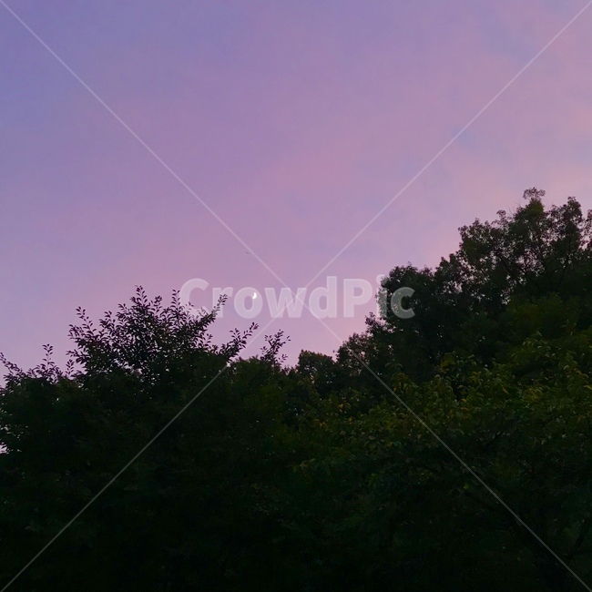 풍경,보라색,달,감성,자연,밤