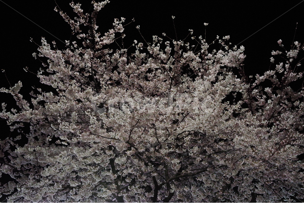 꽃,봄꽃,식물,봄,계절,자연,배경화면,바탕화면,봄,계절,spring,season,야경,밤,풍경,nightscape,night,landscape,식물,자연,plants,nature,꽃,flower,plant,blossom
