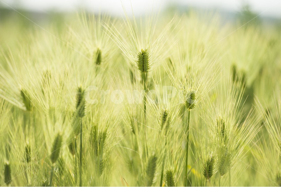 청보리,청보리밭,식물,청량함,풀밭,자연,풍경,nature,landscape,식물,plants,plant,vegetation,초목
