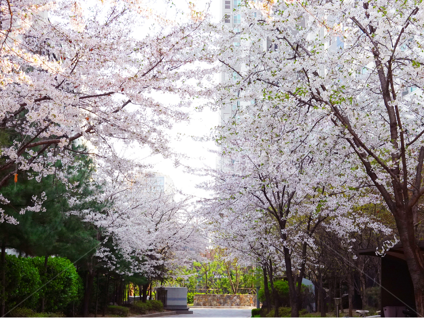 왕벚꽃,겹벚꽃,봄,꽃,벚꽃,계절,한국전통,한국문화,식물,꽃노리,blossom,flower,plant