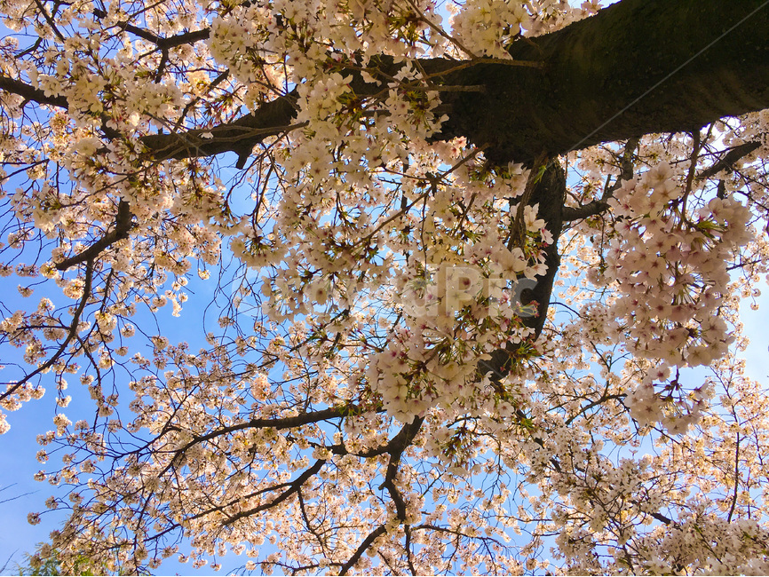 벚꽃,벚나무,봄,봄꽃,cherryblossom,spring,꽃,flower,springflowers,꽃놀이,벚꽃놀이,여행,trip,travel,하늘,푸른하늘,파란하늘,sky,bluesky,cherryblossoms,만개,blossom,풍경,landscape,봄풍경,springlandscape,봄이미지,봄사진,식물,plant,자연,nature,natural,야외,공원,계절,활짝핀,나무,나뭇가지,아름다운,예쁜,아름답다,아름다움,예쁘다,성장,햇빛,햇살,밝은,밝다,우아한,우아하다,우아함,순수,순수한,배경,바탕,백그라운드,background,꽃잎,petal,핑크,핑크색,pink,white,흰색,화이트,beautiful,tree,한국,korea,아시아,asia,봄,계절,spring,season,식물,자연,plants,nature,꽃,flower,cherry blossom