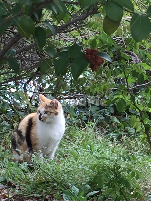 야옹이,고양이,동물,길냥이,귀여운