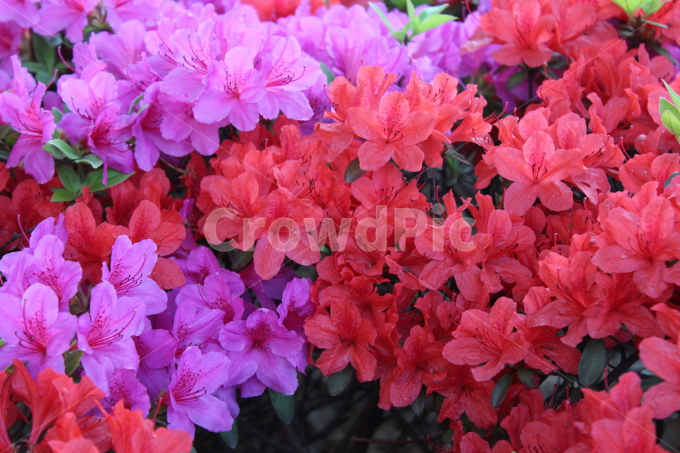 꽃,철쭉,야생화,길꽃,진달래,봄,계절,spring,season,식물,자연,plants,nature,꽃,flower,geranium,제라늄,blossom,plant