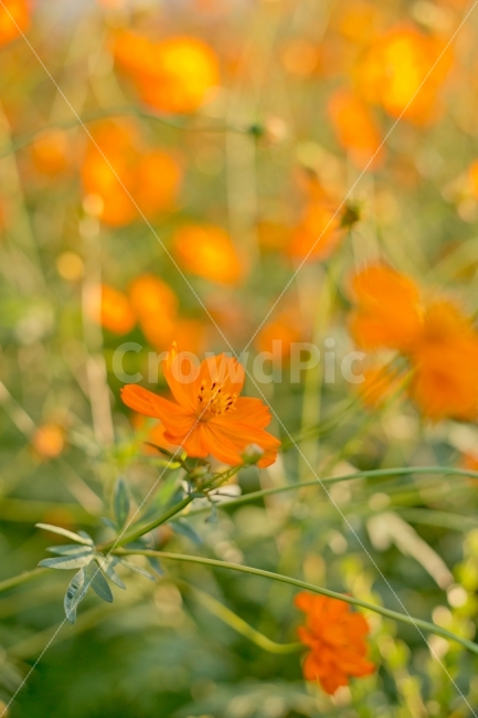 꽃,코스모스,식물,가을,풍경,가을,계절,fall,autumn,season,식물,자연,plants,nature,꽃,flower,감성,sensible,feeling,plant,anemone,아네모네,blossom