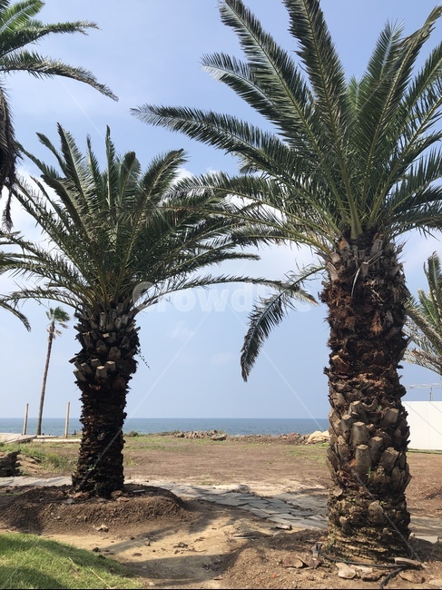 야자수,해변가,beach,tree,palmtree,plant,자연,풍경,nature,landscape,나무,식물,palm tree