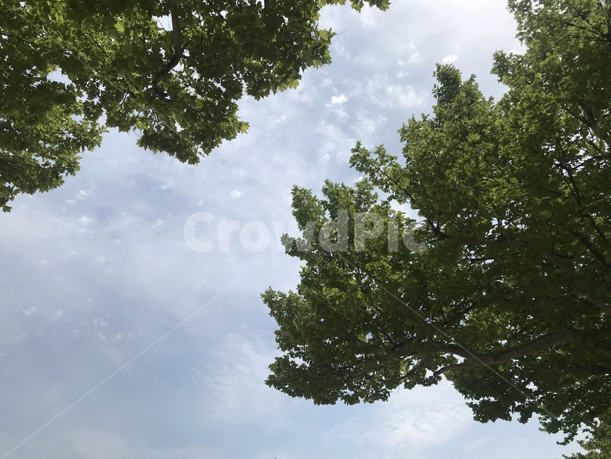하늘,구름,나무,나무하늘,배경