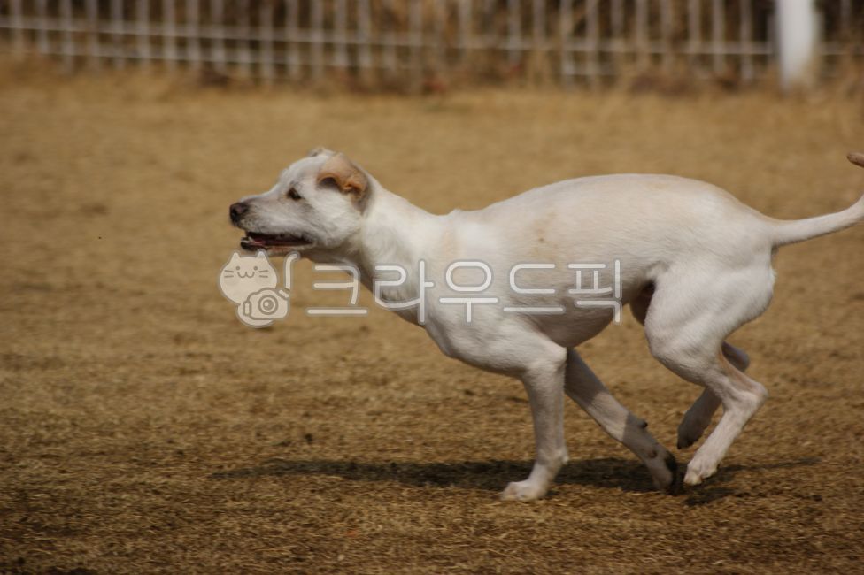 개,강아지,달리기,질주,뛰다,런닝,반려견,시고르자브종,에너지,애완견,반려동물,애완동물,동물,흰색,하얀색,풀,잔디,야외,실외,공원