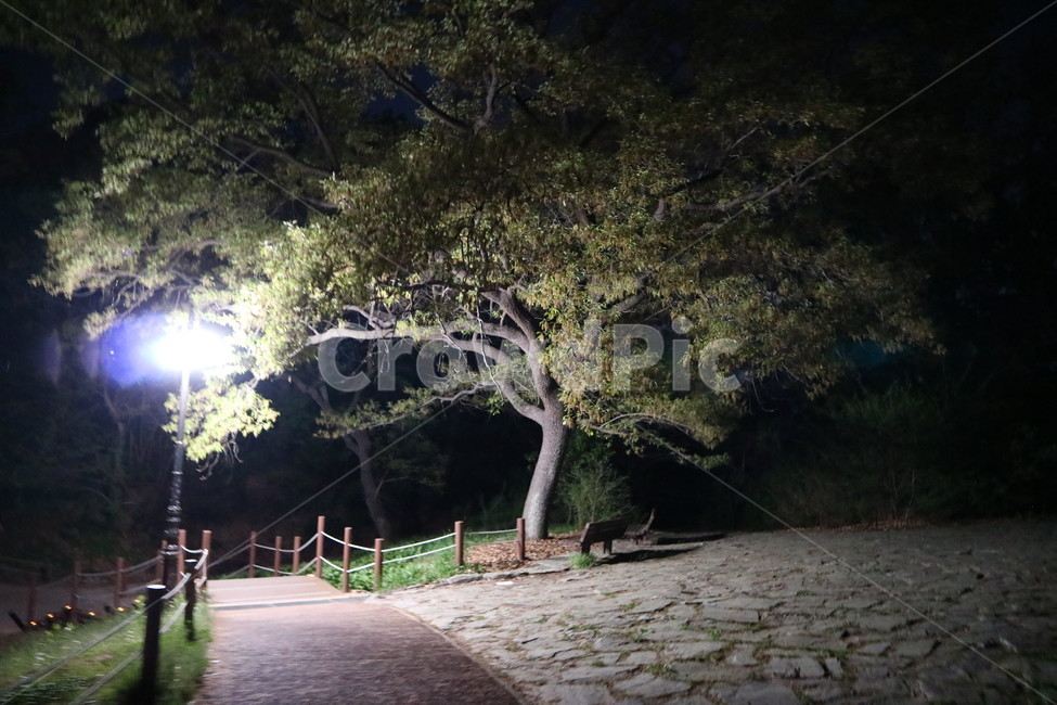 서울,올림픽공원,밤,산책,풍경,야경,밤,풍경,nightscape,night,landscape,식물,자연,plants,nature,나무,trees,wood,path,통로,walkway,보도,flare,플레어,light,빛