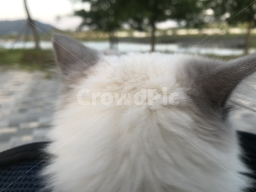 고양이,냥이,사랑,생각,공원