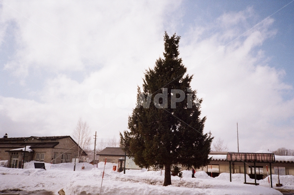 식물,나무,tree,전나무,abies,자연,christmastree,크리스마스트리,장식,japan,일본,hokkaido,훗카이도,film,filmcamera,겨울,계절,winter,season