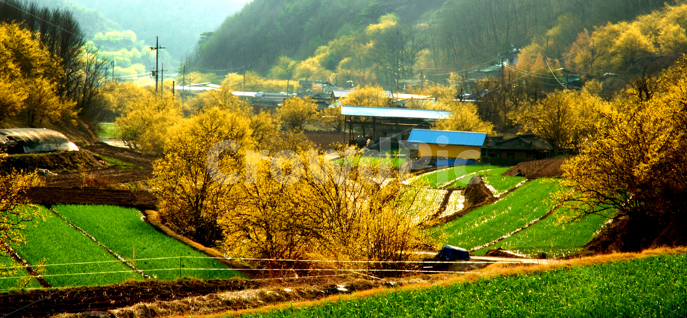 plant,식물,tree,나무,봄,산수유,꽃,열매,자연,nature,길,도로,풍경,경치
