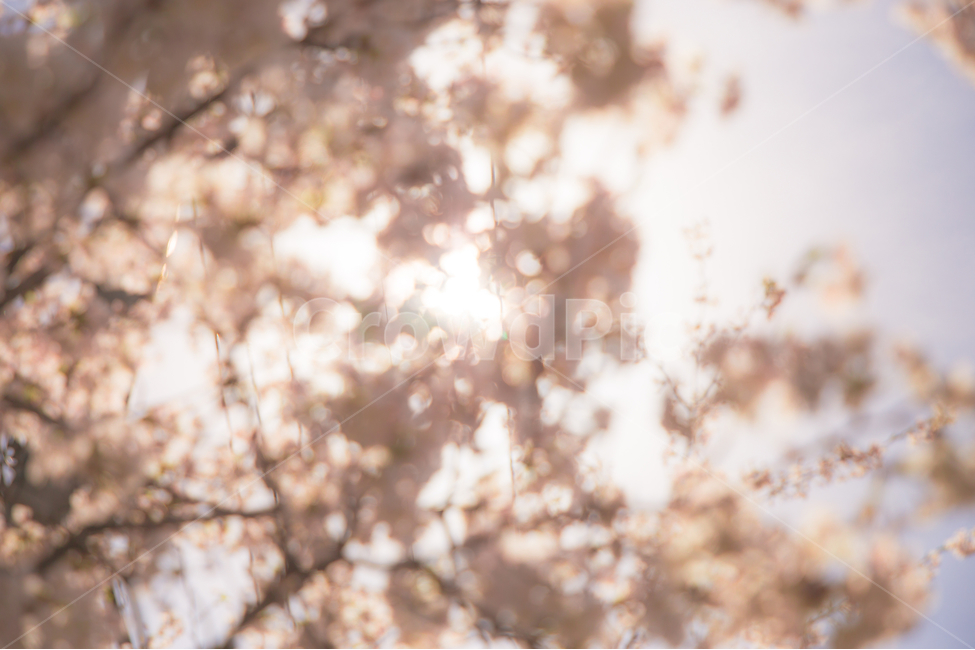 봄,벚꽃,꽃,봄꽃,감성사진,봄,계절,spring,season,휴식,힐링,rest,relaxation,healing,plant,식물,blossom,flower