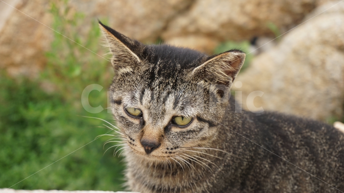 고양이,길고양이,대왕암,대왕암공원,울산대왕암공원,동물,animal,포유류,mammal,고양이,cat,kitten,kitty