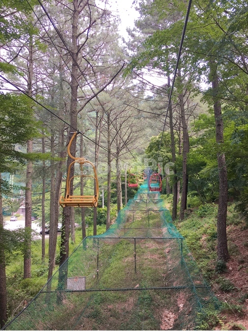 숲속,나무,리프트,lift,tree,forest,자연,교통,교통수단,traffic,transportation