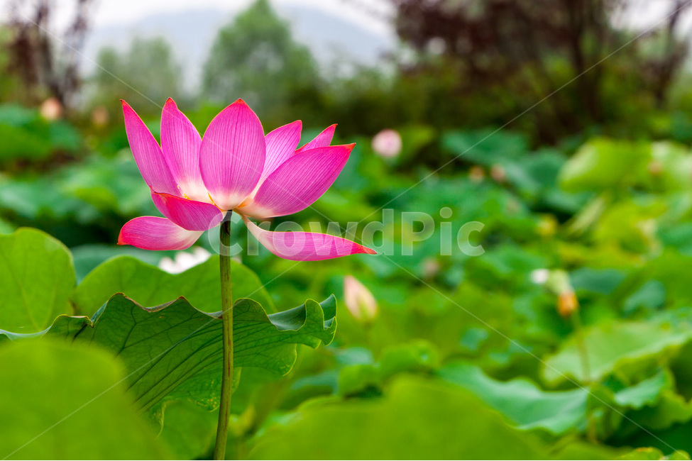 습지,연꽃,연잎,문양,무늬,자연,식물,자연,plants,nature,꽃,flower