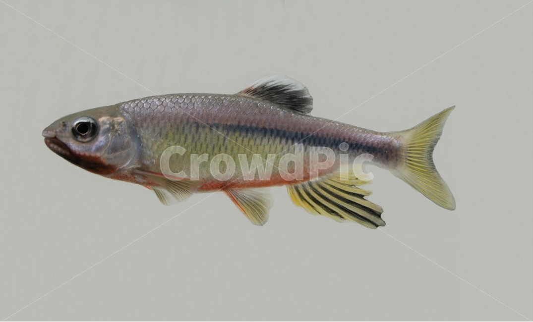 참갈겨니,참갈겨니수컷,잉엇과,한국갈겨니,민물고기,신종,갈겨니,동물,animal,어류,물고기,fish