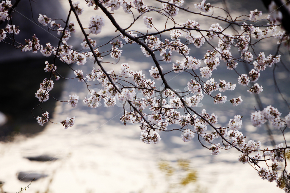벚꽃,꽃,flower,plant,식물