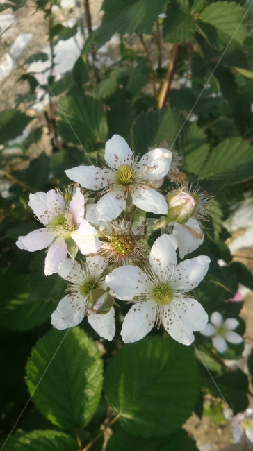 복분자꽃,장미과,낙엽관목,覆盆子,열매,rubuscoreanus,식물,자연,plants,nature,꽃,flower