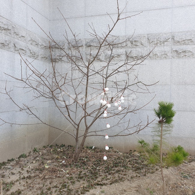 nature,자연,plant,식물,tree,나무