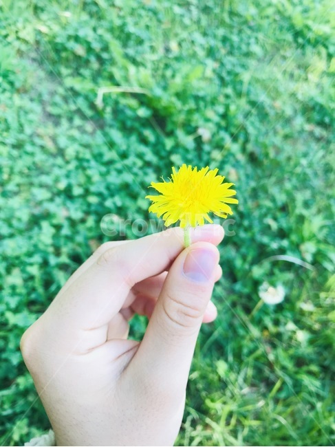 손,꽃,민들레꽃,자연,식물,식물,자연,plants,nature