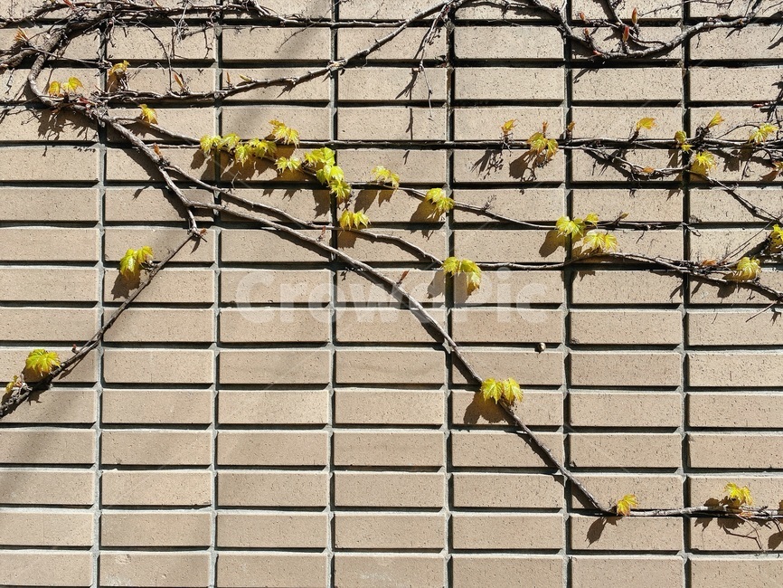 brick,벽돌,wall,벽,덩굴,담장,골목