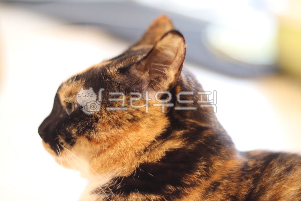 고양이,카오스,집고양이,뚱냥이,코리안숏헤어,koreanshorthairs,cat,아수라,삼색이,카오스냥,귀여운고양이,고화질