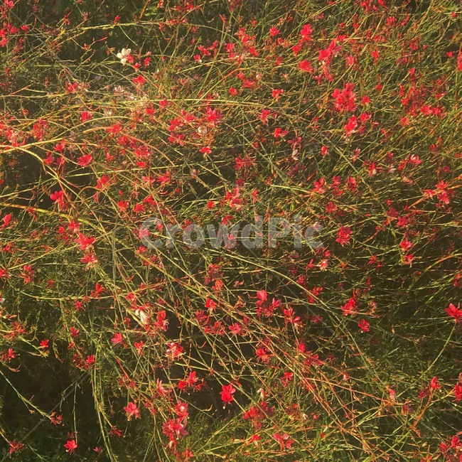 꽃,가을,노을,자연,식물,해질녘,감성사진,감성,flower,sunset,fall,autumn,plant,feeling,sensible,colorsense,colorsensitivity,색감,따뜻한,식물,자연,plants,nature,꽃,flower