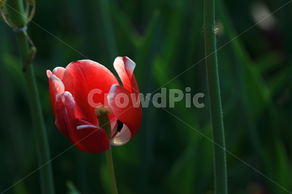 꽃,튤립,접사,봄,자연,flower,macro,spring,natural,nature,빨강,red,closeup,감성,스냅,봄,계절,spring,season,식물,자연,plants,nature,꽃,flower,plant,blossom
