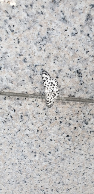 rock,butterfly,insect,나비,돌,곤충,벌레,insect,bug
