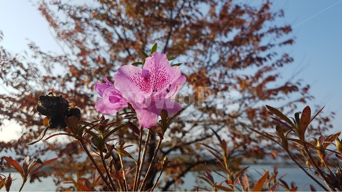 봄,spring,꽃,철쭉,진달래,flower,식물,plant,날씨,weather,풍경,landscape,봄,계절,spring,season,식물,자연,plants,nature,꽃,flower,geranium,제라늄,blossom