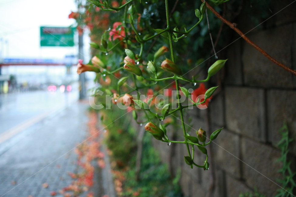 우중출사,장마,비,물방울,능소화,식물,자연,plants,nature,꽃,flower,비,비오는날,rain,rainy