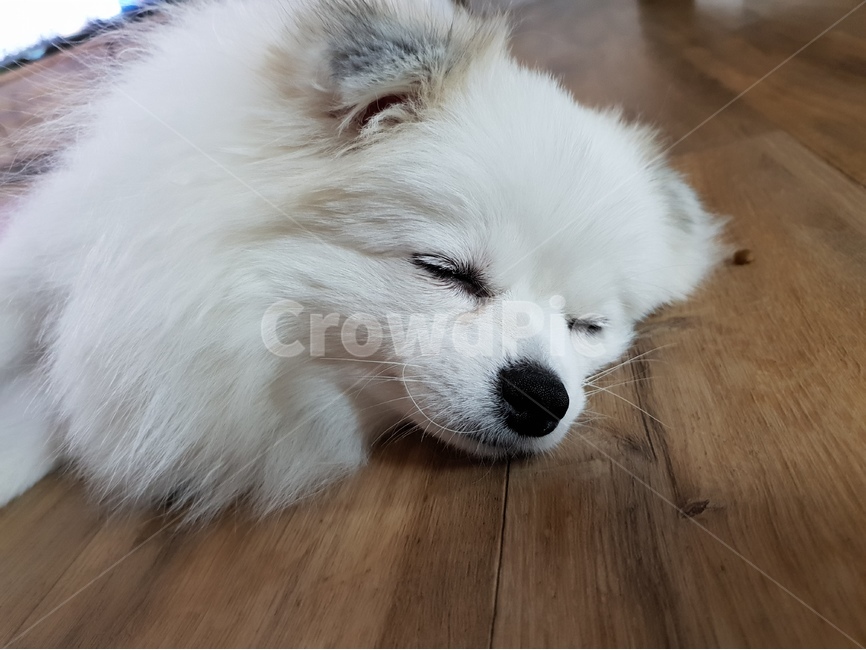 반려견,애완견,개,강아지,애완동물,포메라니안,포메,얼굴,강아지눈,동물,animal,포유류,mammal,개,강아지,dog,doggy