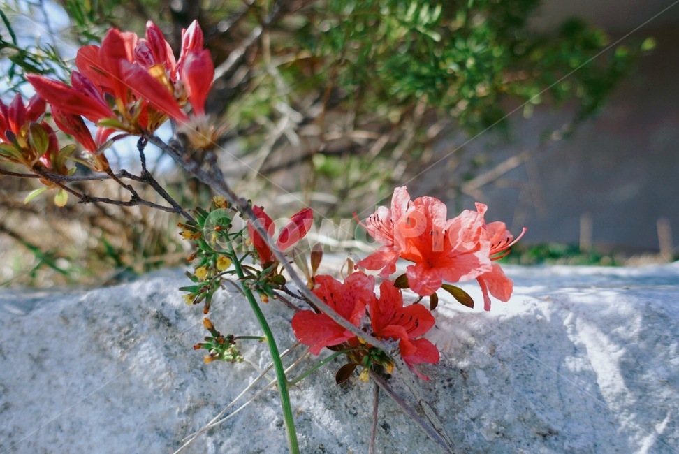 꽃,봄,빨간꽃,spring,flower,식물,자연,plants,nature,꽃,flower