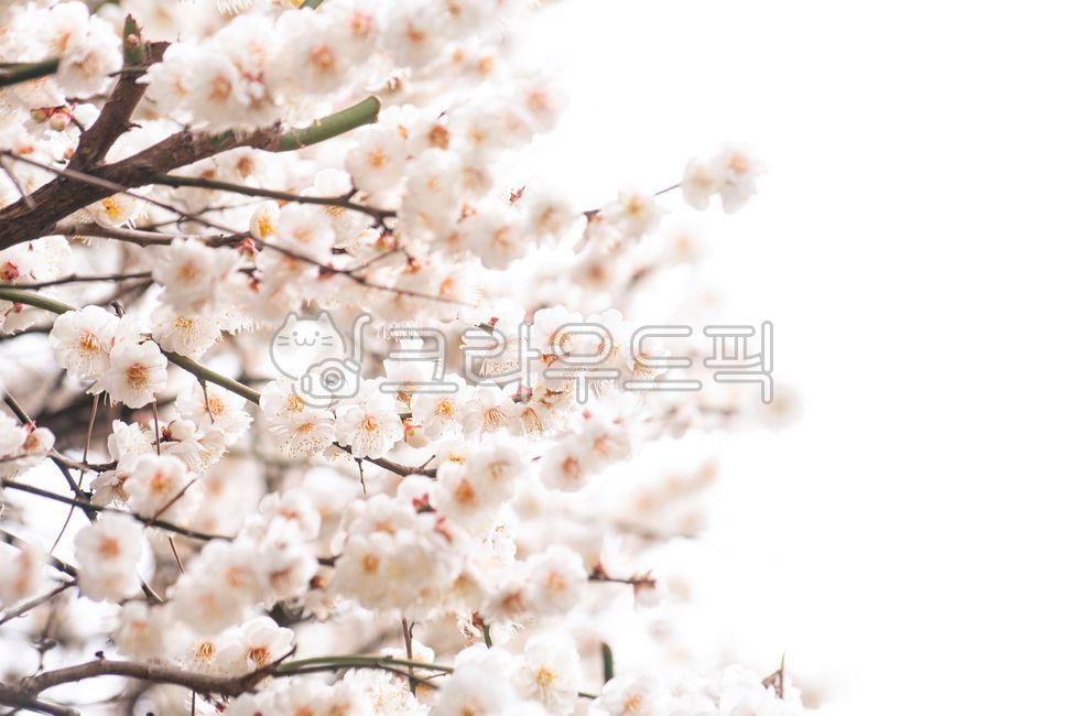 Plum,plum tree,sky,spring,copy space,blossom,flower bud,tree,nature,blooming,branch,pink,season,plant,flower,outdoor,natural,petal,close-up,garden