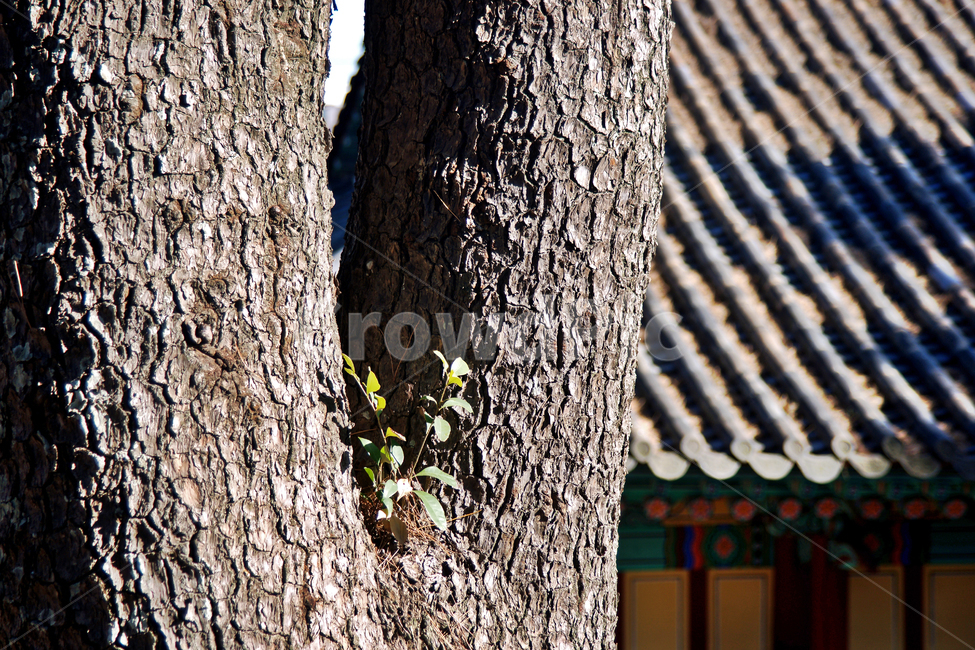 껍질,나무,나무줄기,거목,고목,지붕,기와,한옥,전통,나무,trees,wood
