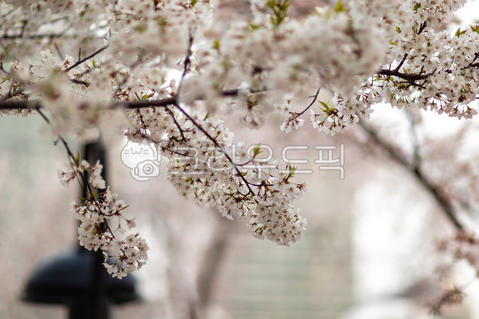 꽃,봄,벚꽃,개화,만개,벚나무,나뭇가지,나무,식물,흰색,분홍색,핑크,계절,야외,flower,spring,cherryblossom,flowering,fullbloom,cherry,tree,branch,plant,white,pink,season,outdoor