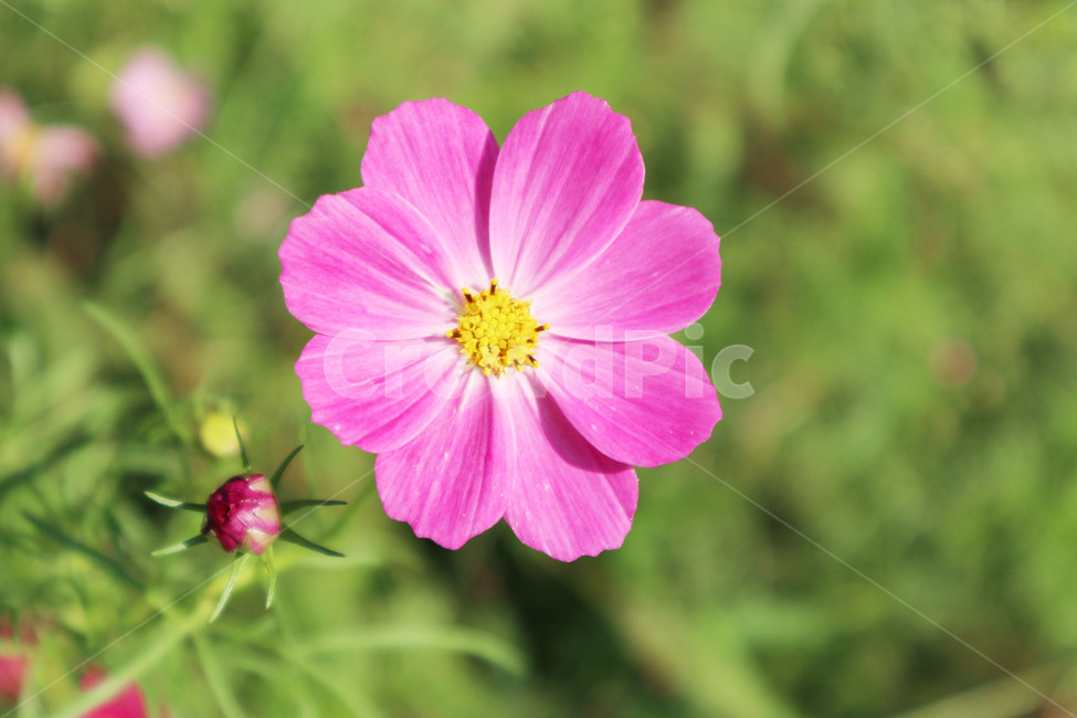 꽃,식물,분홍꽃,플라워,flower,가을,계절,fall,autumn,season,식물,자연,plants,nature,꽃,flower,geranium,제라늄,plant,blossom,petal,꽃잎
